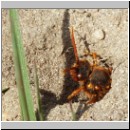 Nomada lathburiana - Wespenbiene w02.jpg